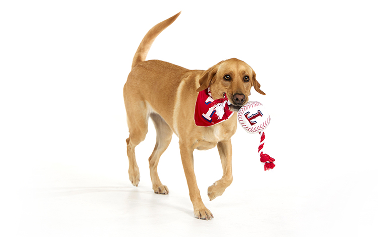 Yellow lab dog in red texas rangers bandana holding a toy